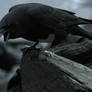 Crow 18