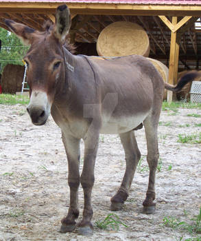 Donkey 29