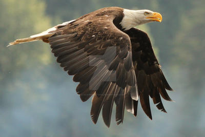 Eagle 267 by AlaskanStock