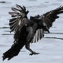 Crow 44