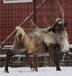 Reindeer 132