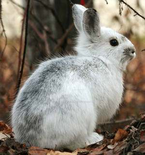 Arctic Hare by AlaskanStock