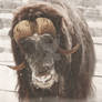 Musk Ox 68