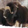 Musk Ox 4