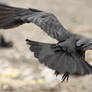 Raven 28