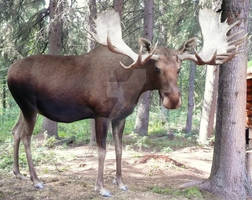 Moose 39