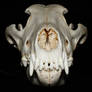 Grey Wolf Skull 5