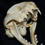 Cat Skull 15