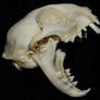 Cat Skull 14