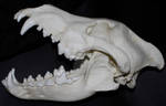 Dire Wolf Skull 6 by AlaskanStock