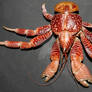 Coconut Crab 4