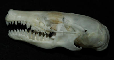 Mole Skull 2 by AlaskanStock on DeviantArt