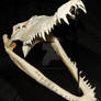 Crocodile Skull 7