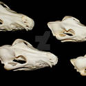 Canine Skulls
