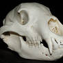 Black Bear Skull 3