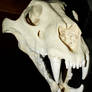 Liger skull 8