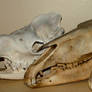 Camel Horse Mule Skulls