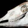 Pony Skull