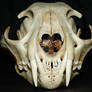 Lynx Skull 2