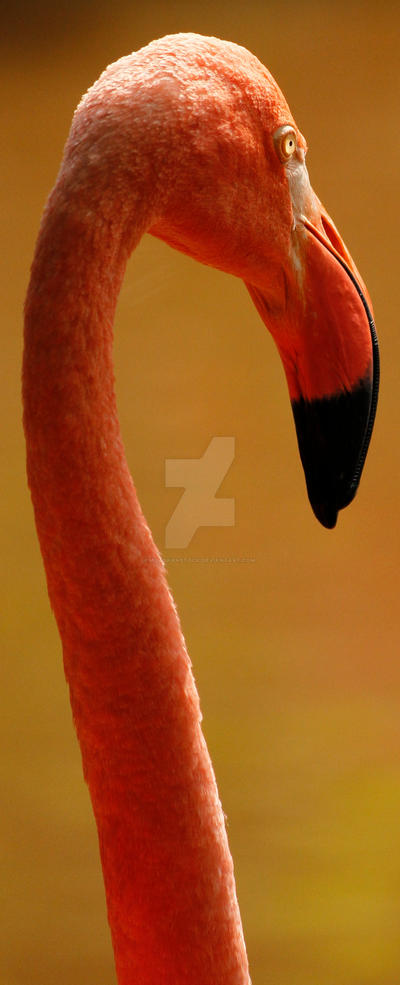 Flamingo 13