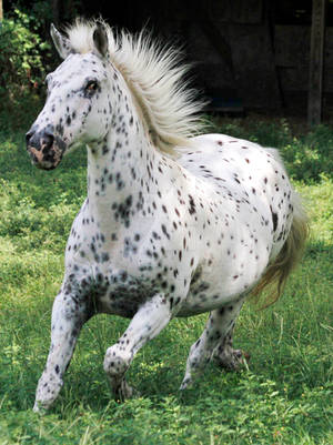 Horse 405 by AlaskanStock Horse 405 by AlaskanStock