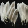 Duck Tail Feathers