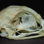 Spruce Grouse Skull