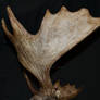 Moose Skull 36