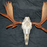 Moose Skull 2
