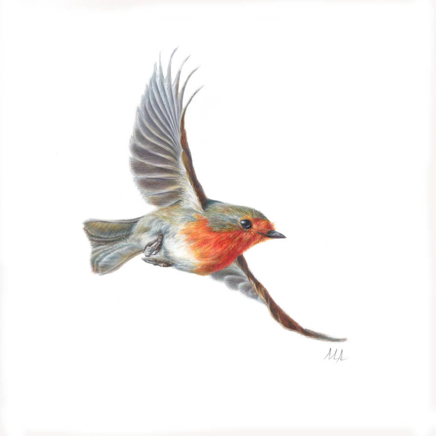 Robin In Flight Outline Robin in Flight - 23 x 23 cm by Wingsart-MA on DeviantArt