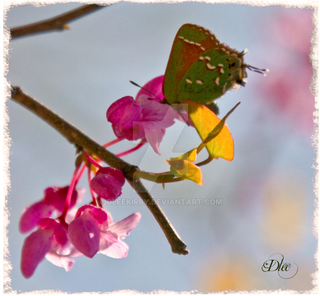 Beautiful Butterfly 10