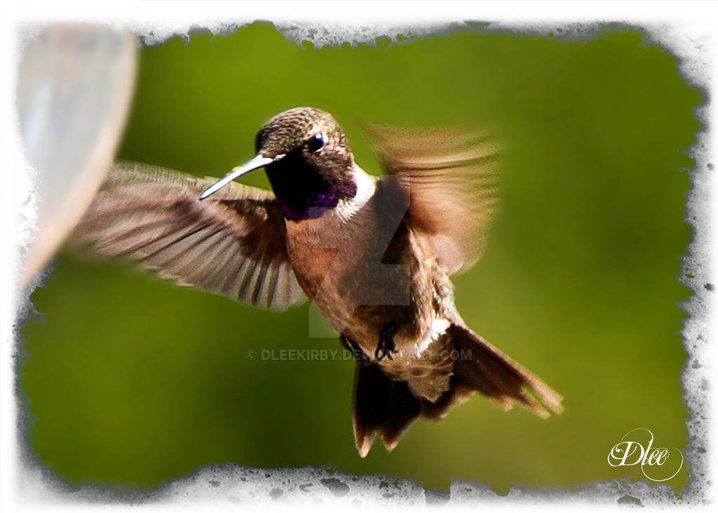 Humming Bird in Motion