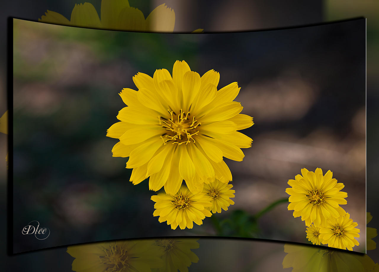 Yellow Wild Flowers