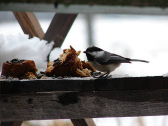 Bird Muffin