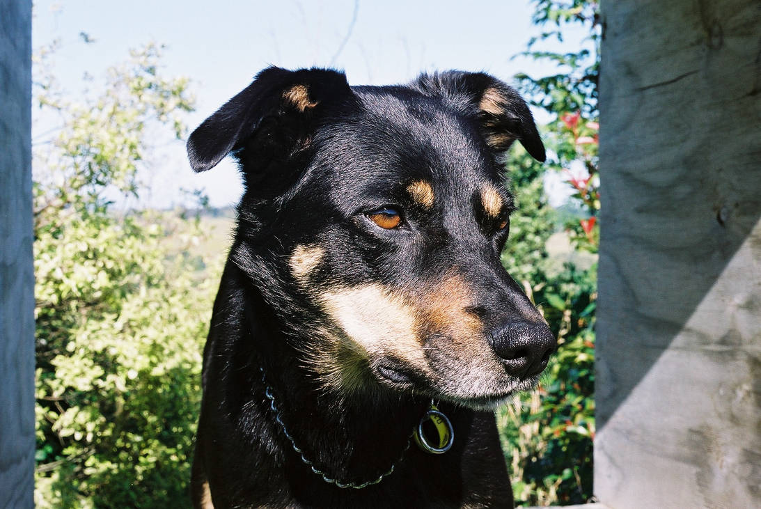 Huntaway kelpie cross for sale cheap