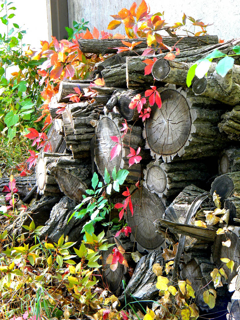 Logs in the Fall