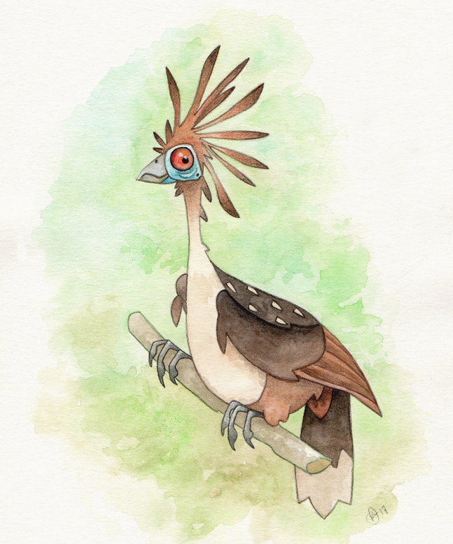 Hoatzin