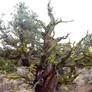 Central Oregon Juniper