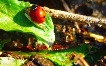 little ladybird