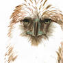 Philippine Eagle
