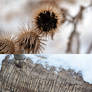 Winter rhythms