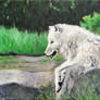 White Wolf in Repose