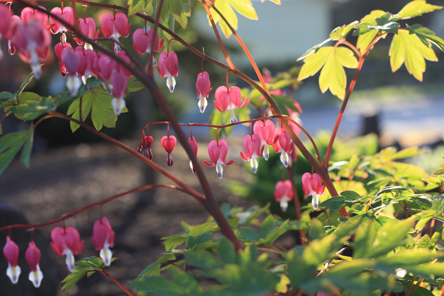 bleeding heart's