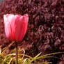 Pink Tulip