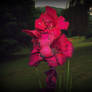 Pink Gladiolus