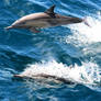 Dolphins in Baja