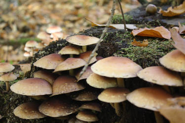 wonderful mushrooms