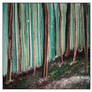 The Silent Bark
