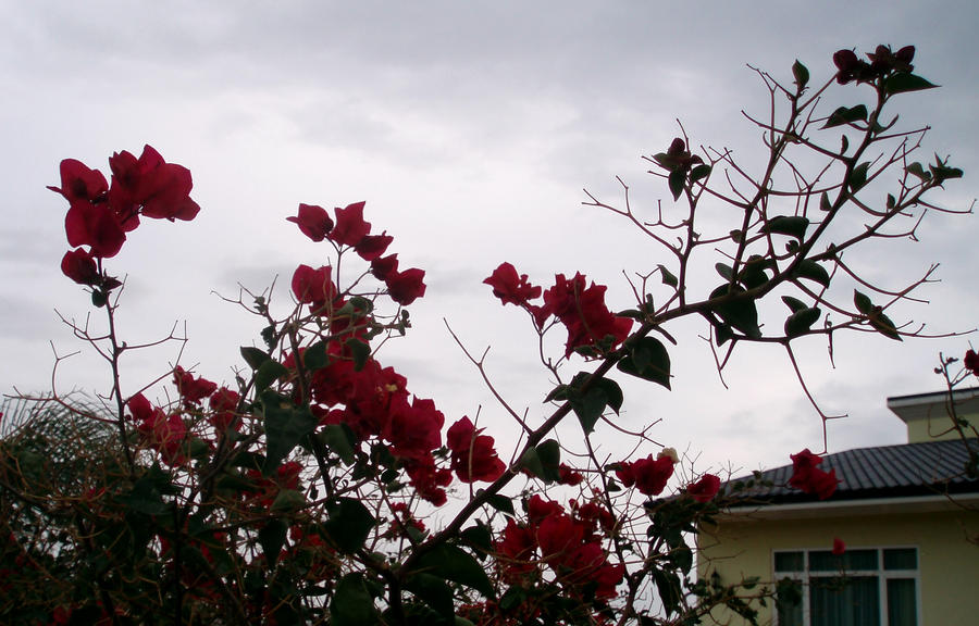 Grey and Red