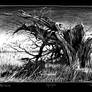 Old Willow
